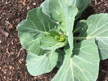 Community garden